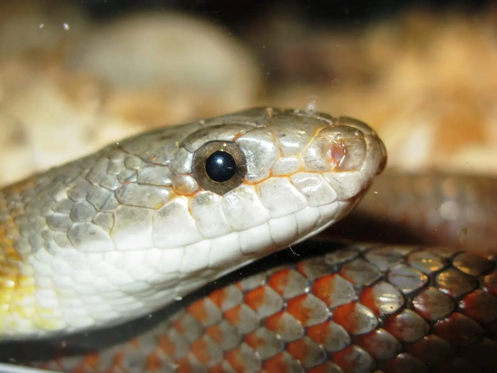 Pantherophis-Bairdi 01
