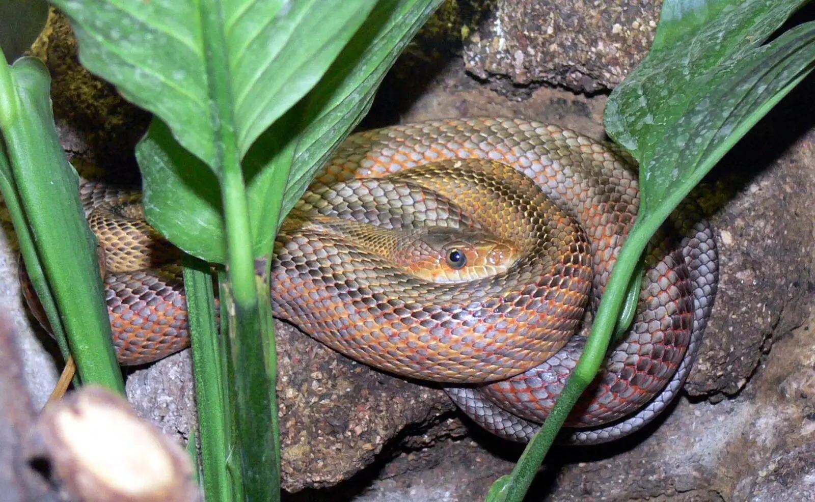 Pantherophis-Bairdi 02