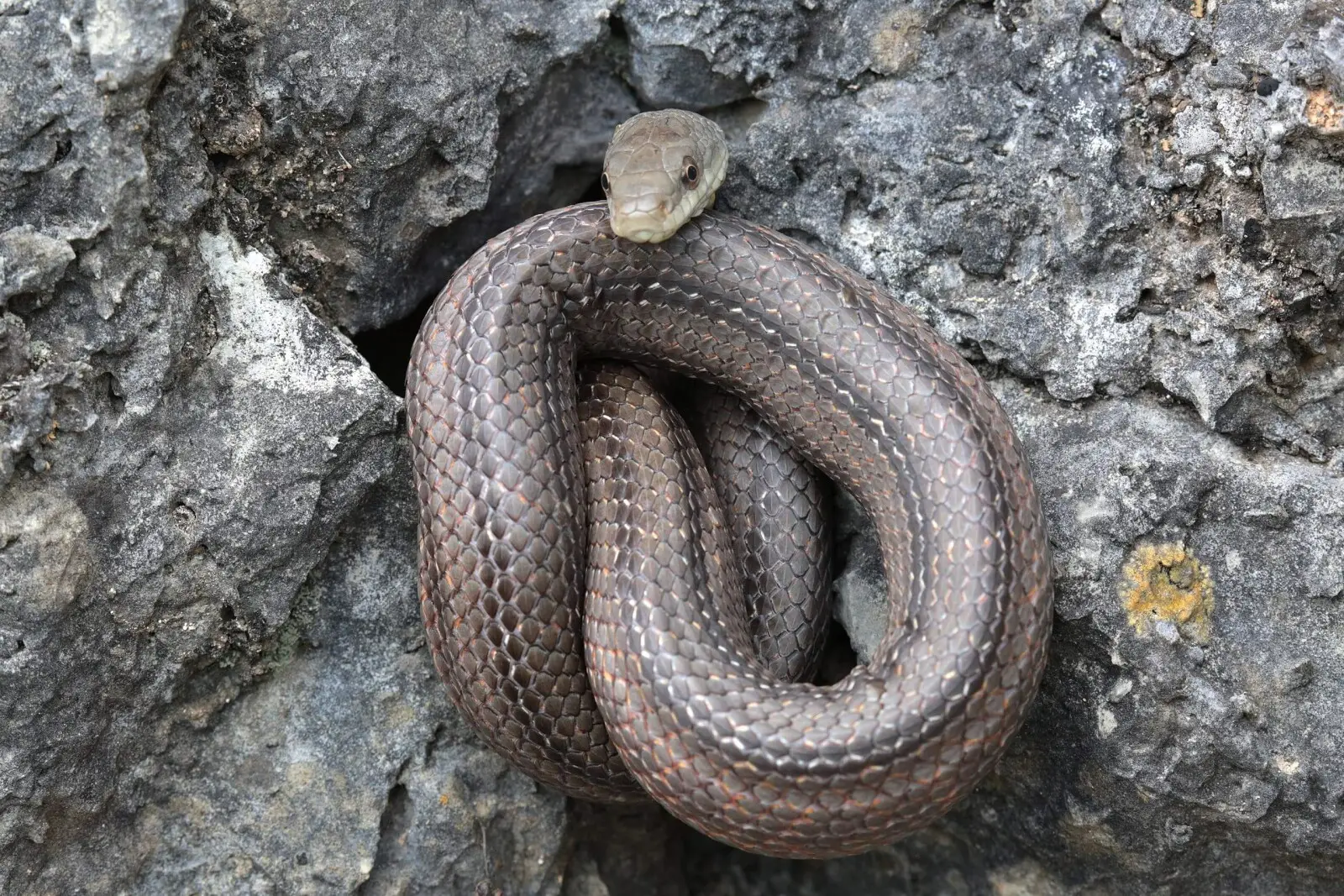 Pantherophis-Bairdi 03