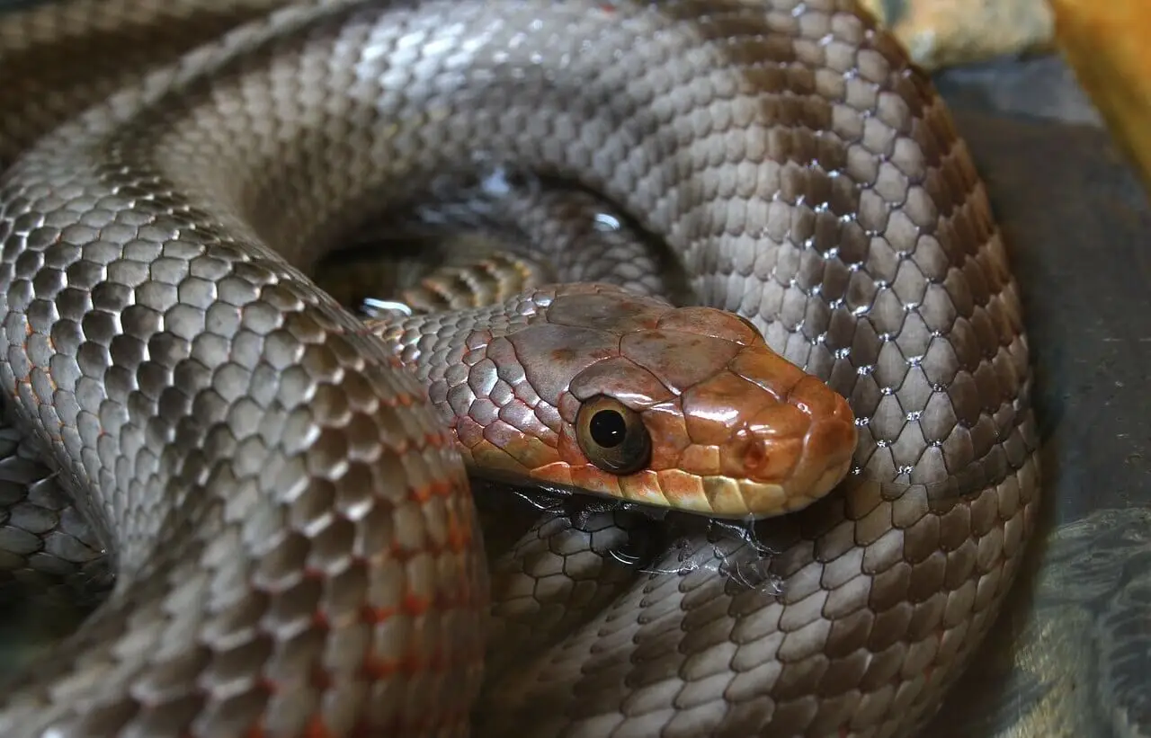Pantherophis-Bairdi 04