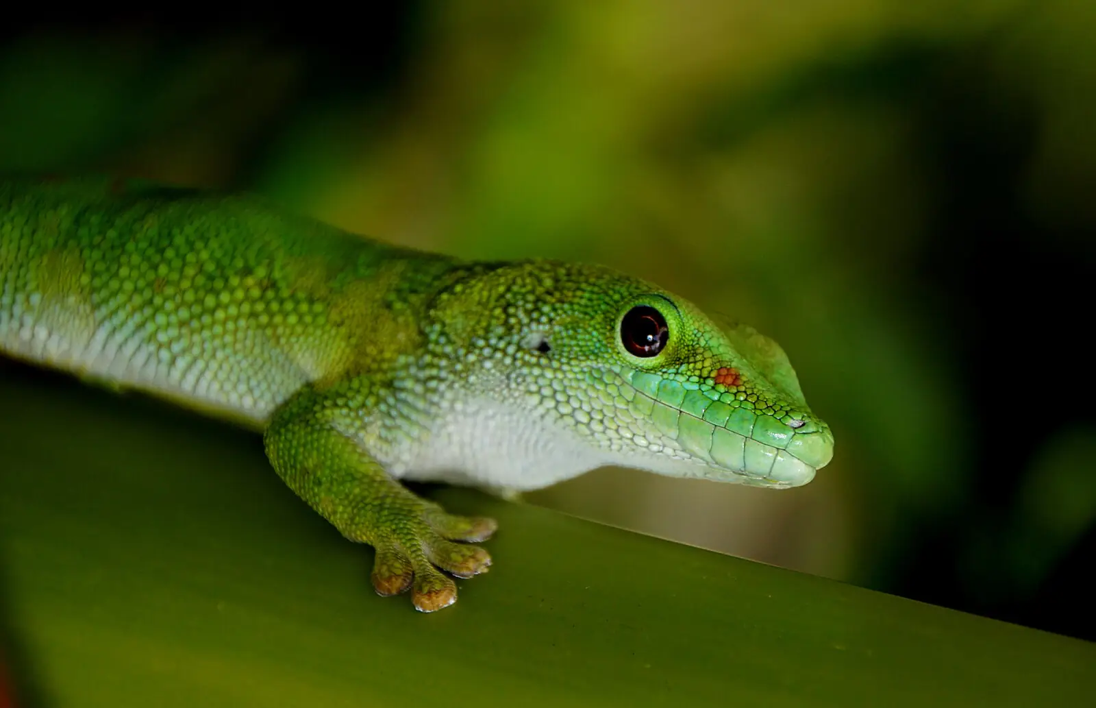 Vert vif et taches de feu : le gecko qui défie la verticale