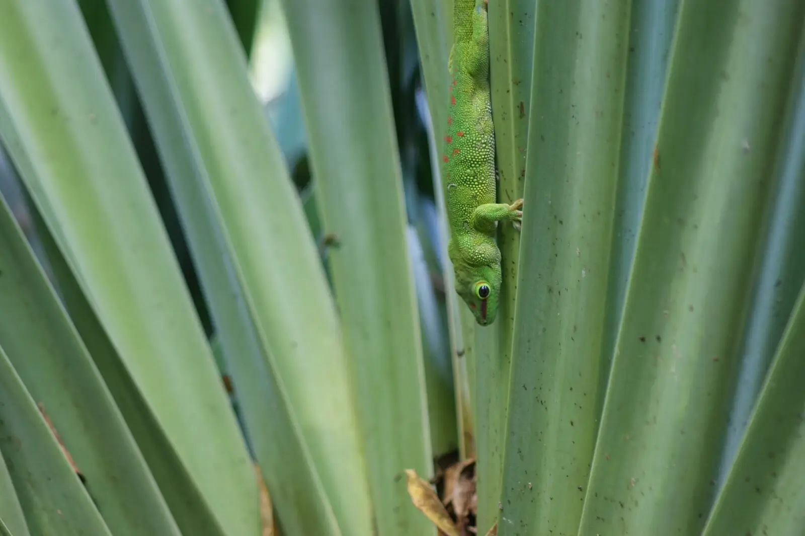 Gecko diurne de Madagascar