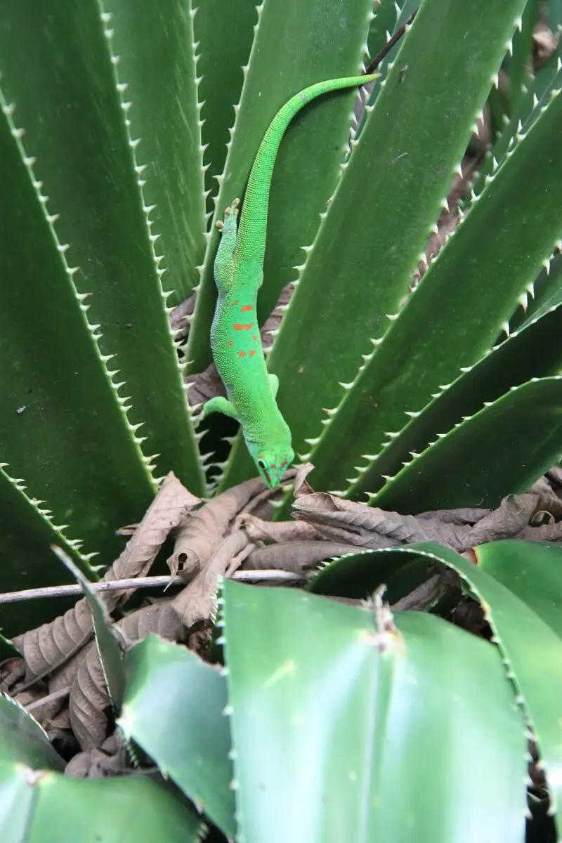 Gecko diurne de Madagascar