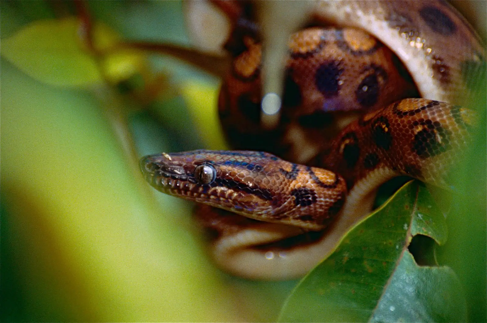 Rainbow-Boa 02