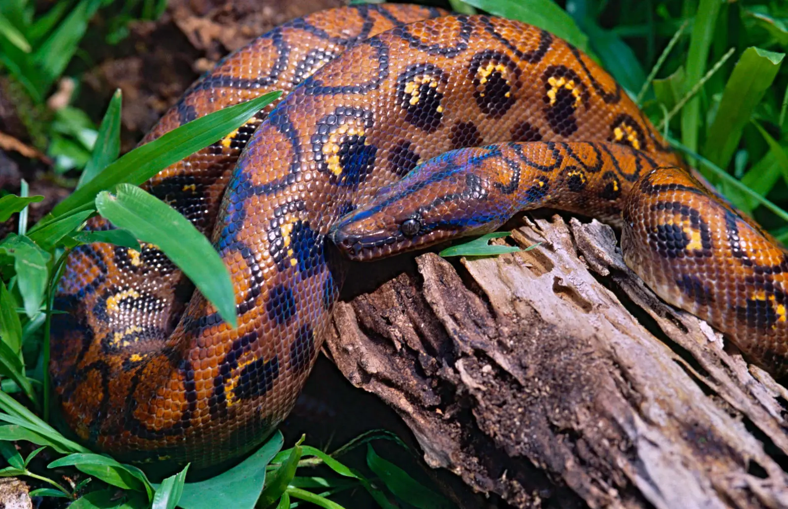Rainbow-Boa 03