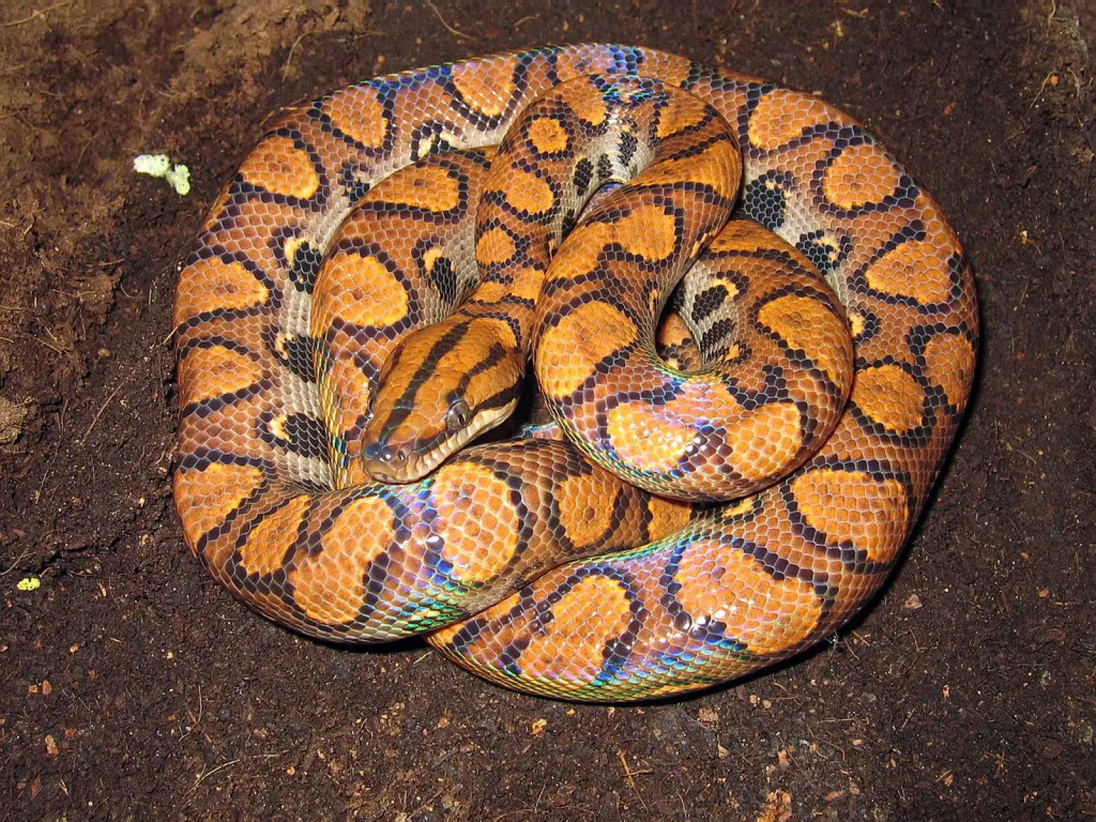 Rainbow-Boa 04