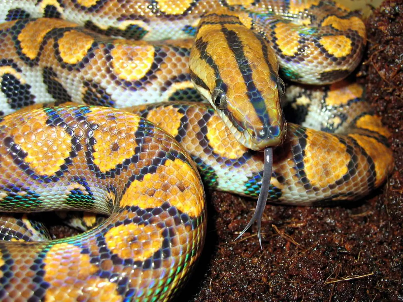 Rainbow-Boa 05