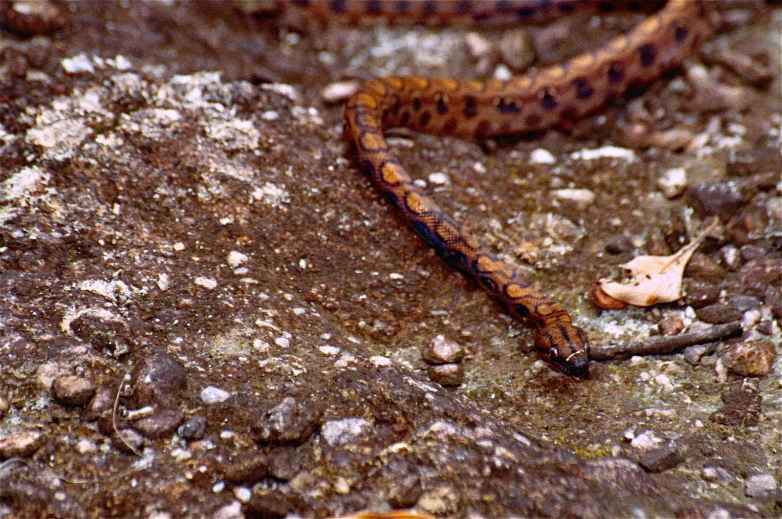 Rainbow-Boa 06