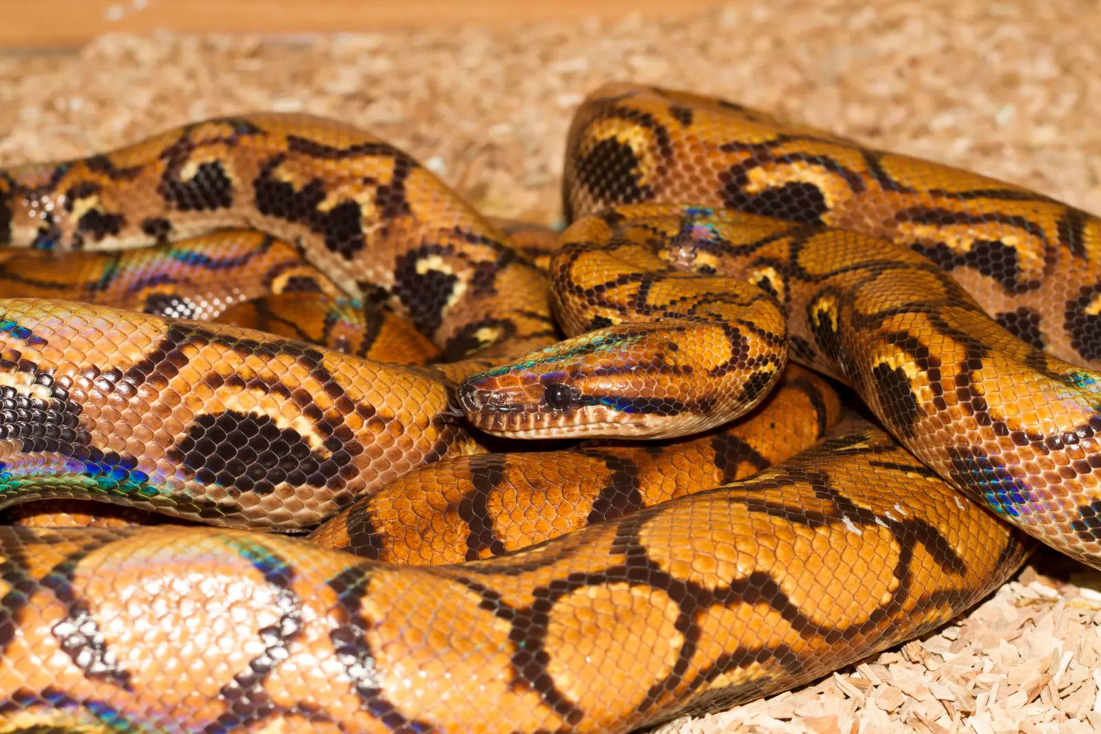 Rainbow-Boa 08