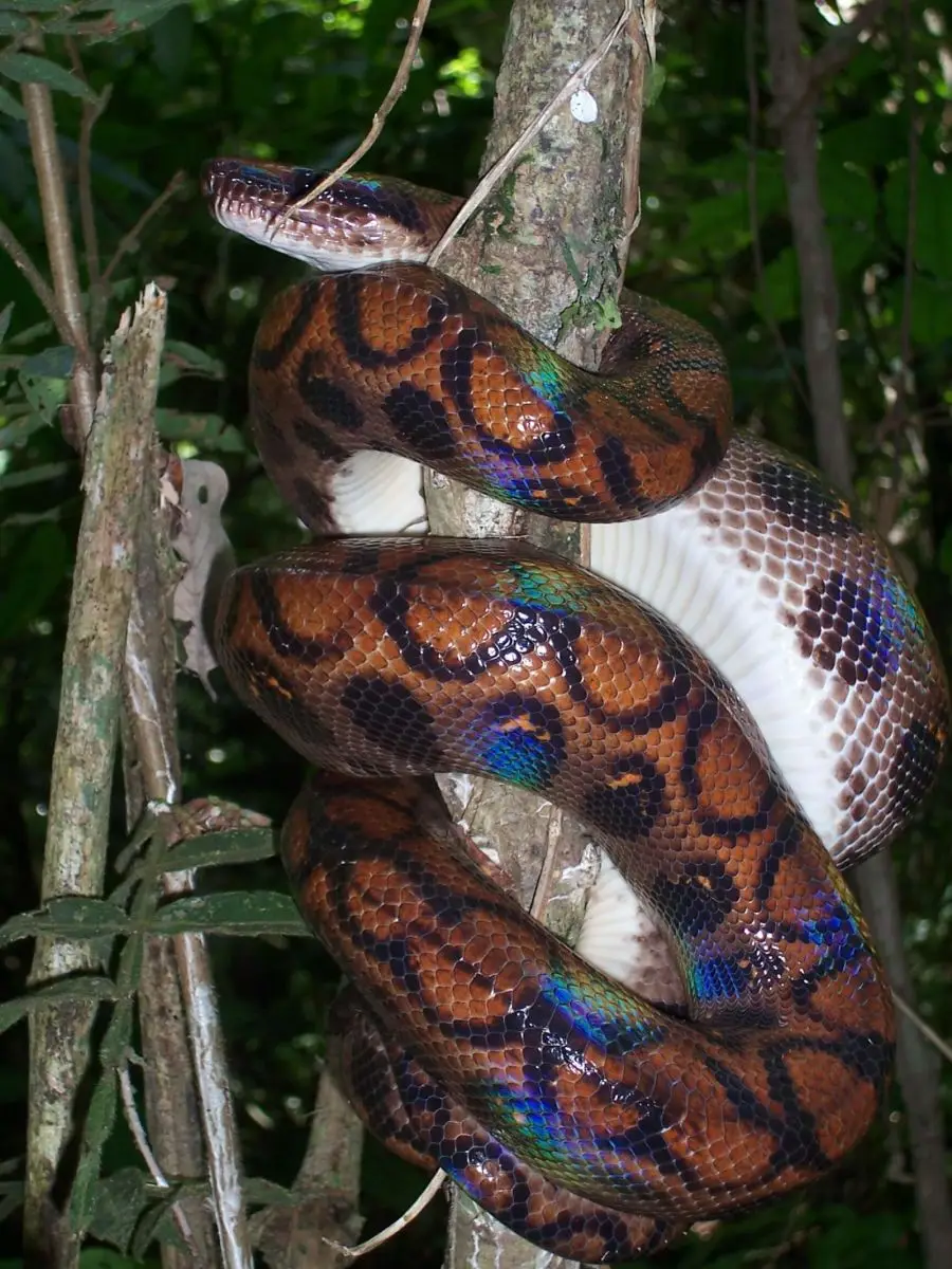 Rainbow-Boa 10