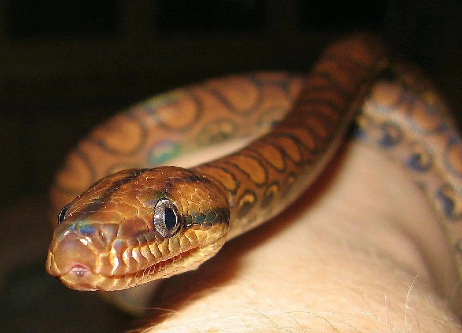 Rainbow-Boa 11