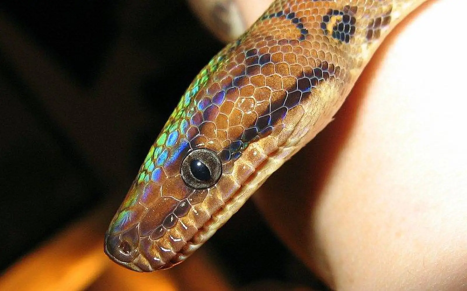 Rainbow-Boa 12