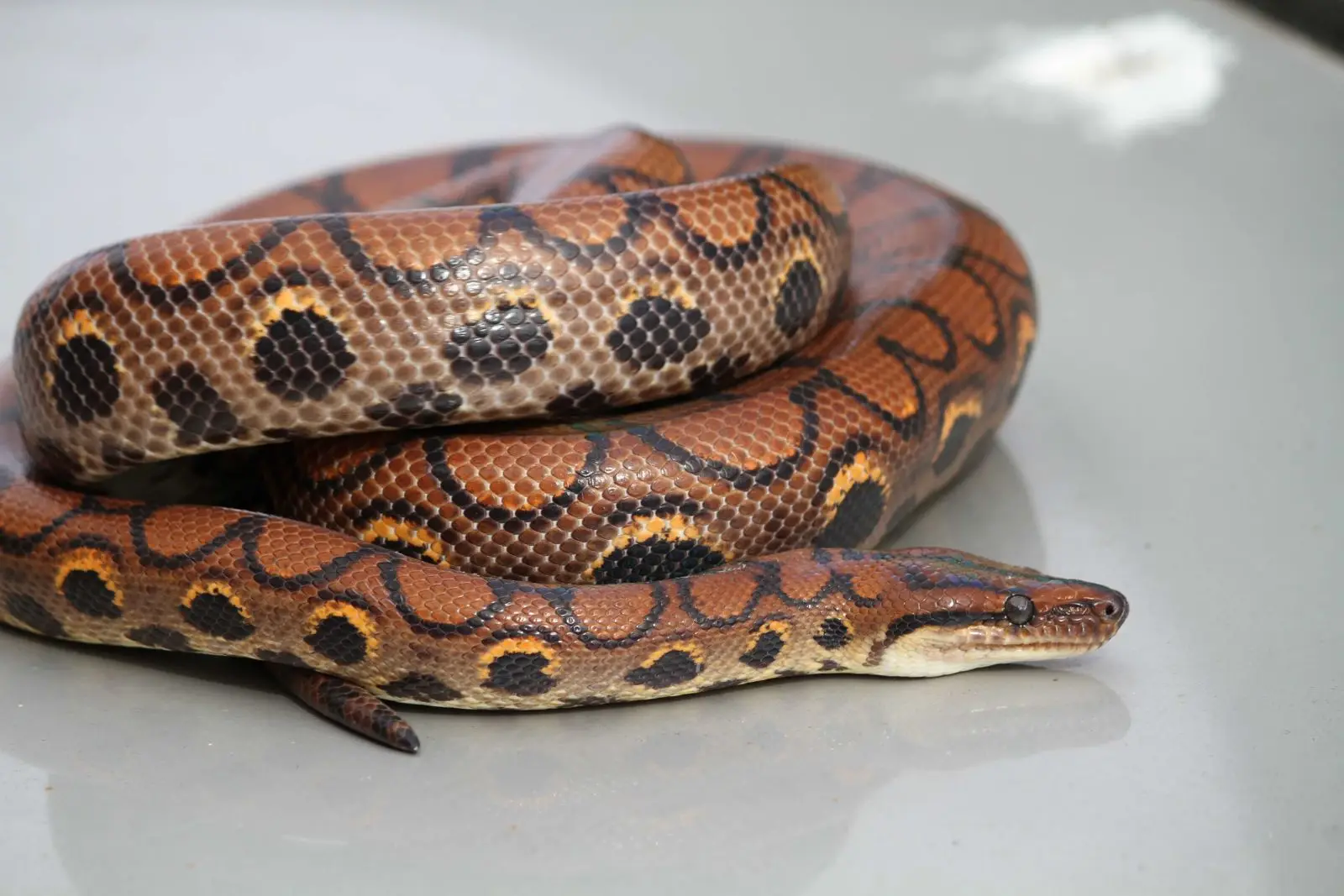 Rainbow-Boa 13