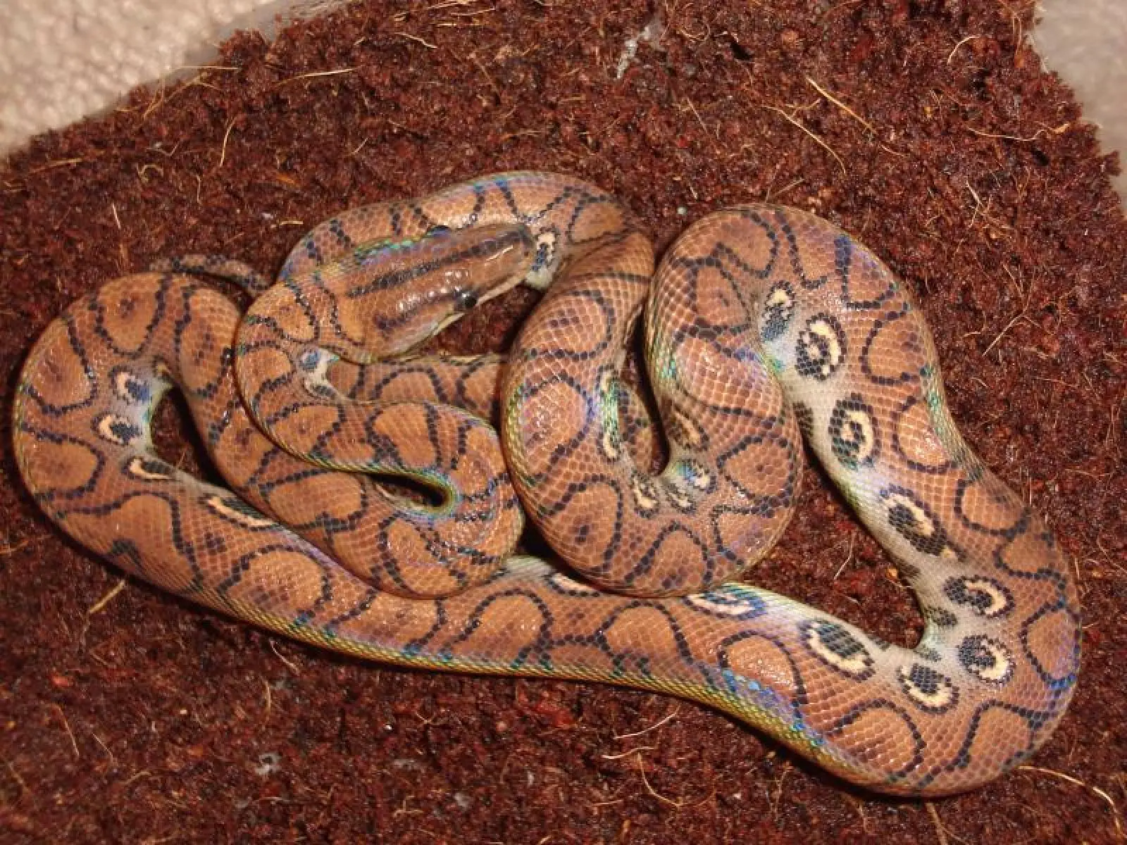 Rainbow-Boa 14