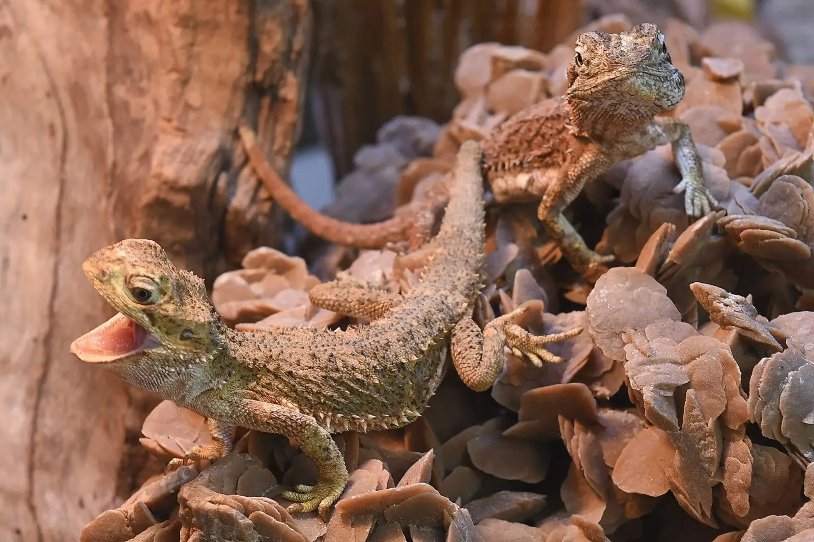 Le dragon barbu nain, un trésor du désert