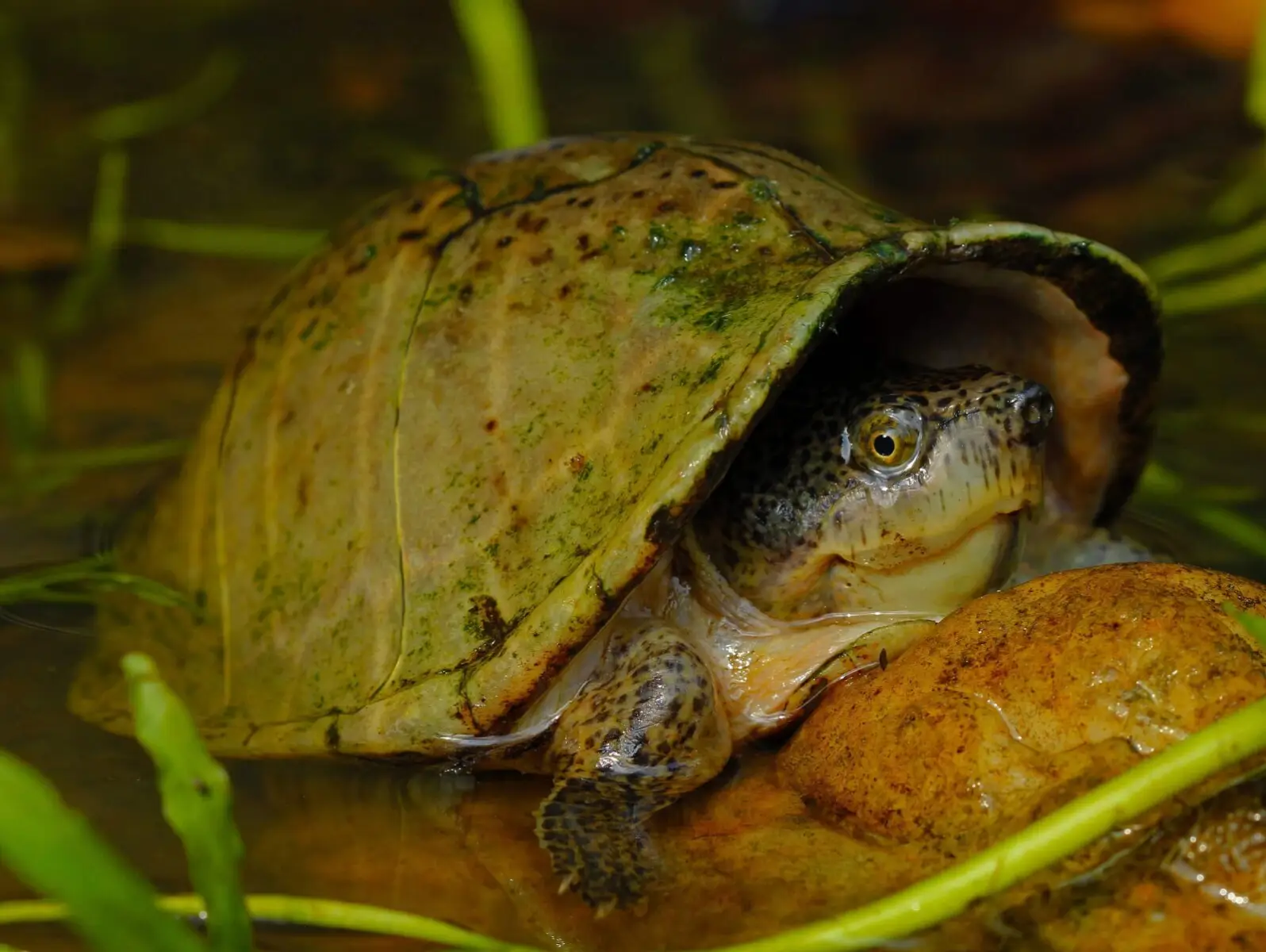 L'effluve du prédateur : portrait de la tortue musquée carénée