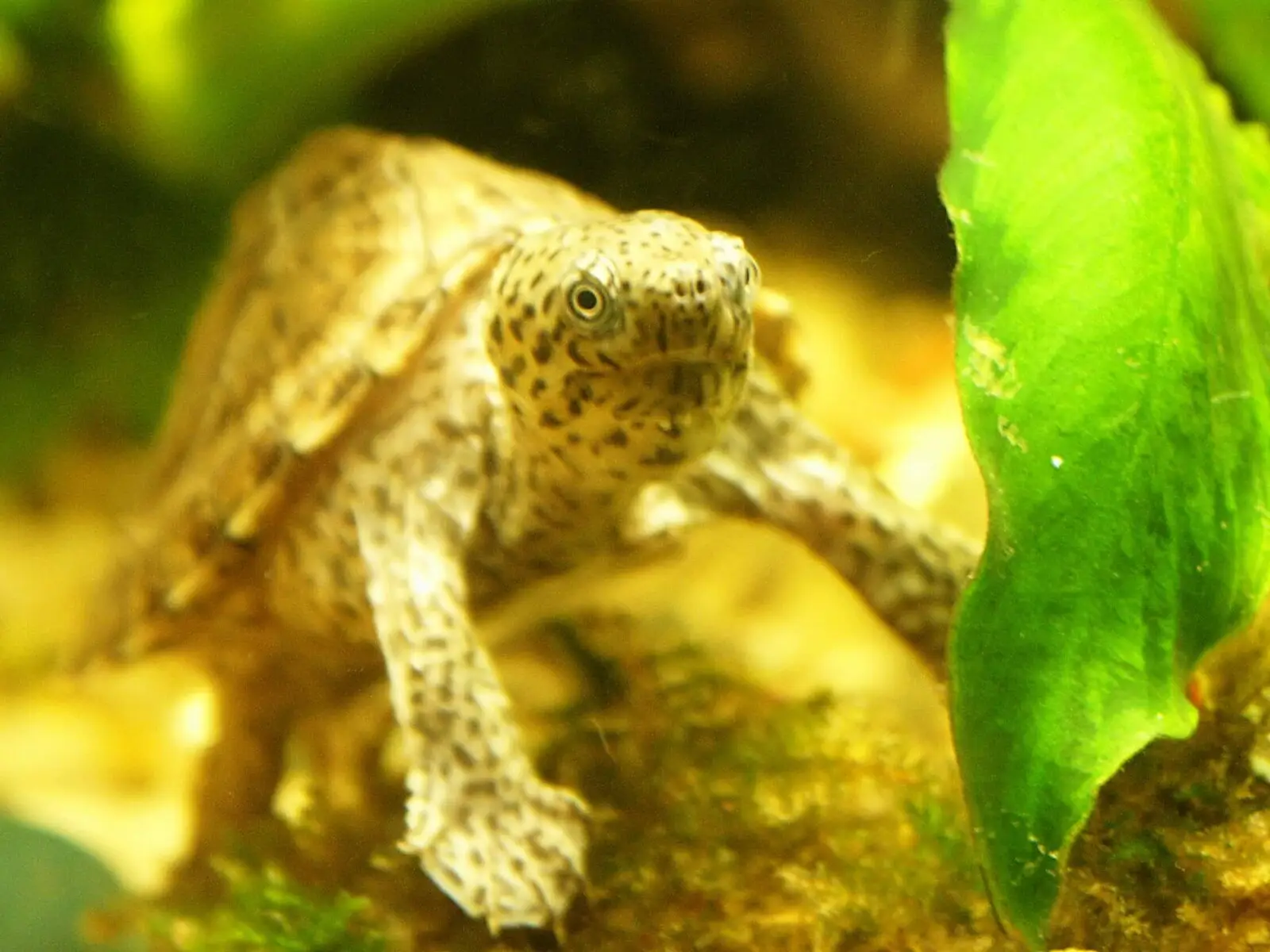 Tortue musquée carénée