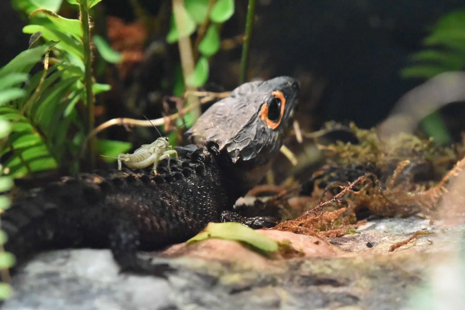 Le scinque crocodile aux yeux rouges : un fossile vivant de Papouasie