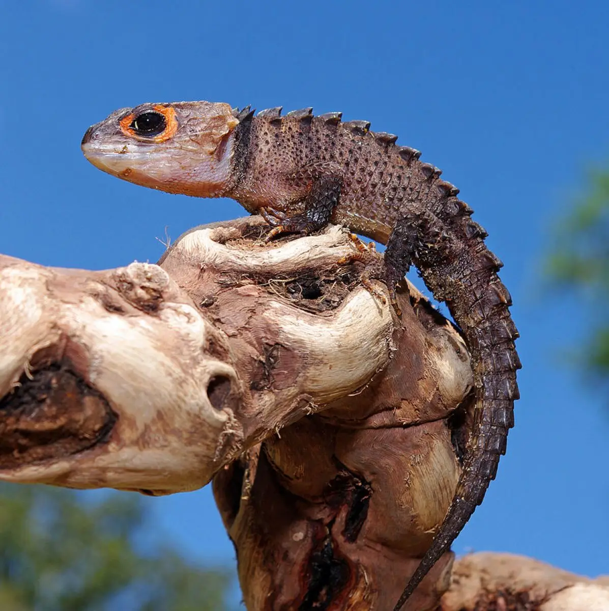 Scinque crocodile aux yeux rouges