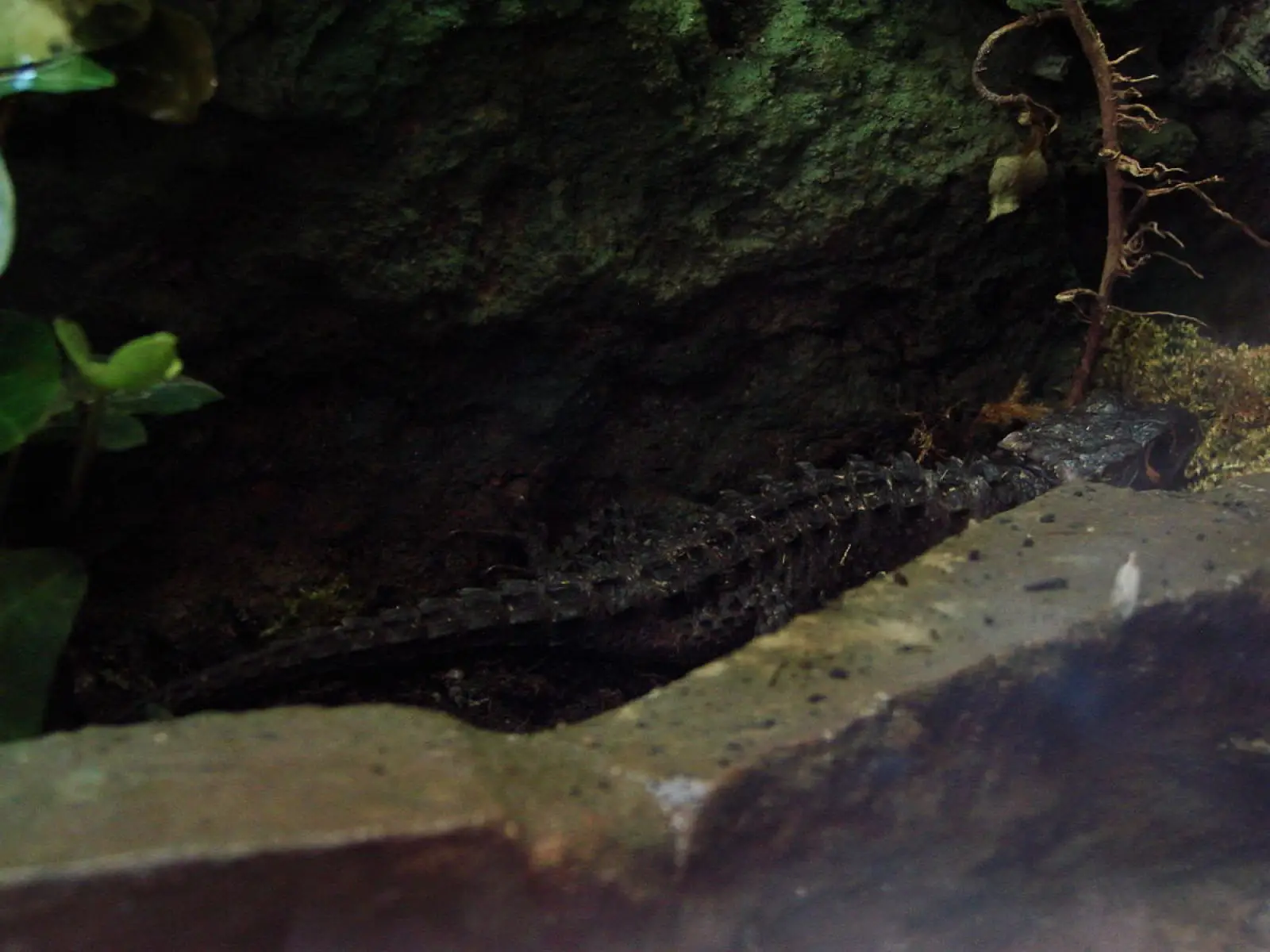 Scinque crocodile aux yeux rouges