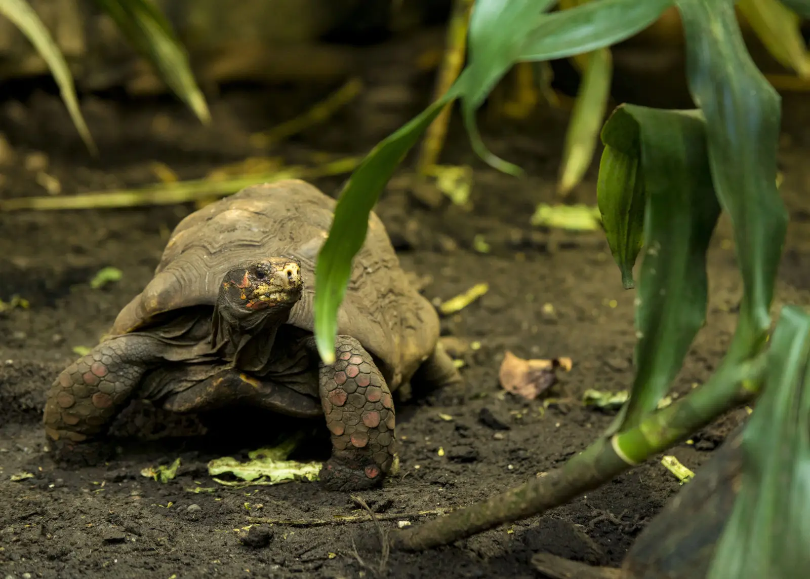 Un reptile de compagnie qui exige une véritable organisation