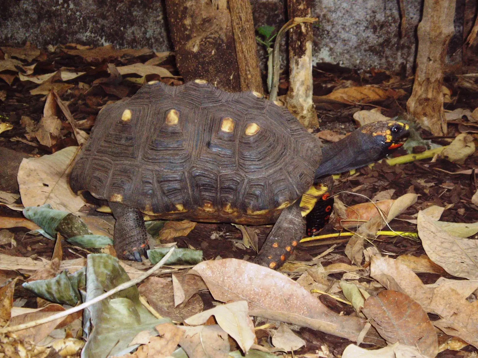 Tortue charbonnière à pattes rouges
