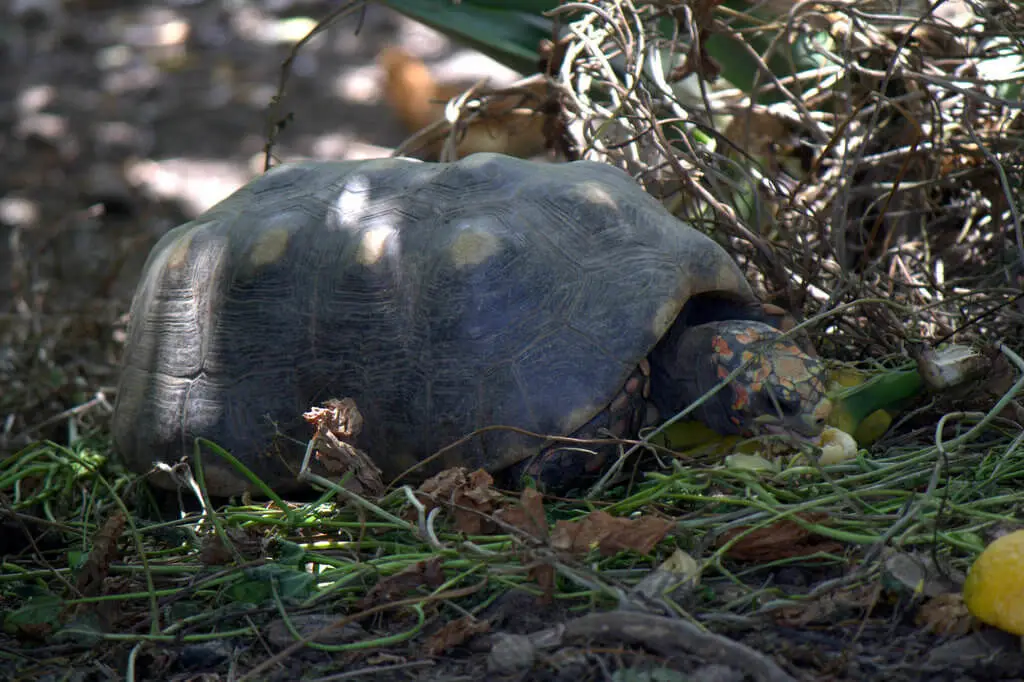 Tortue charbonnière à pattes rouges