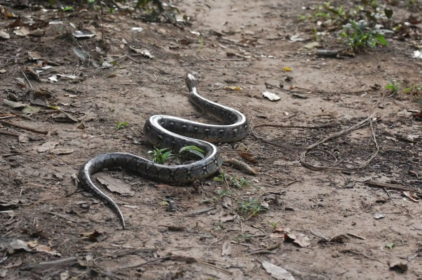 Le Python réticulé : une architecture de prédateur
