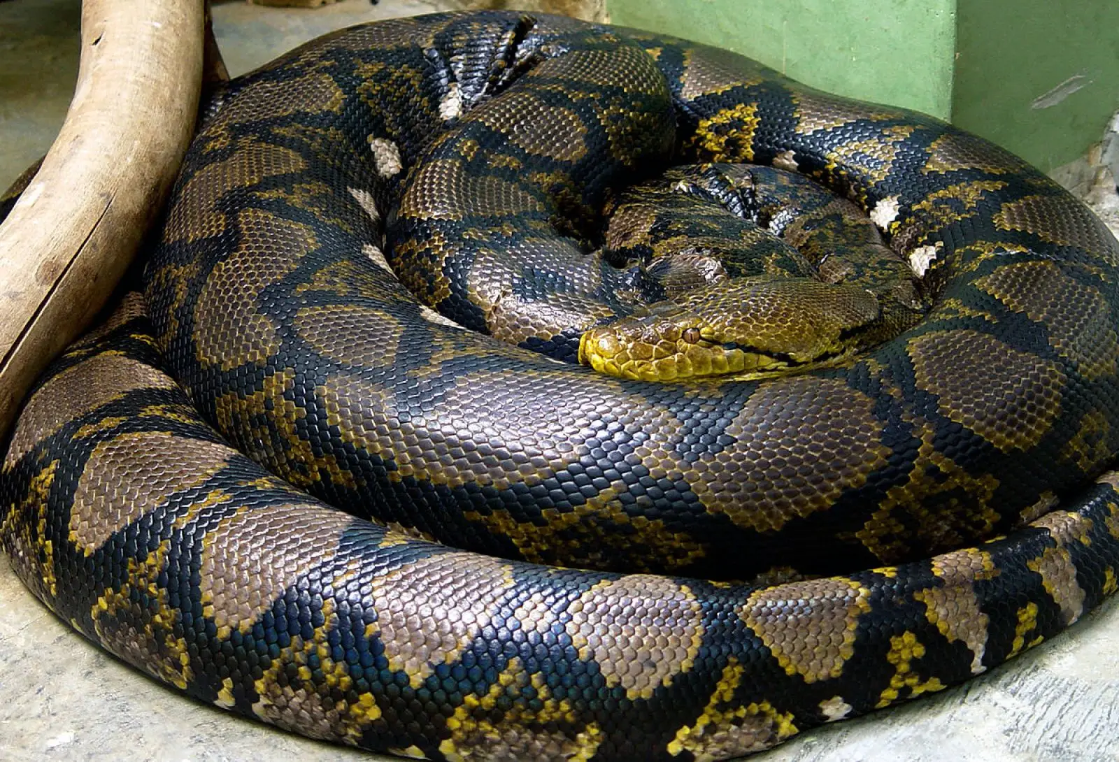 Python réticulé