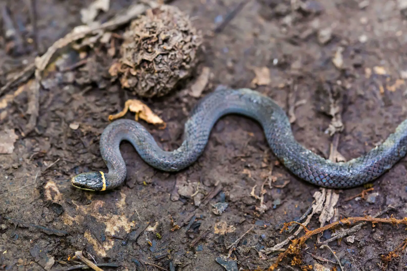 Le serpent collier : un bijou discret à sang froid