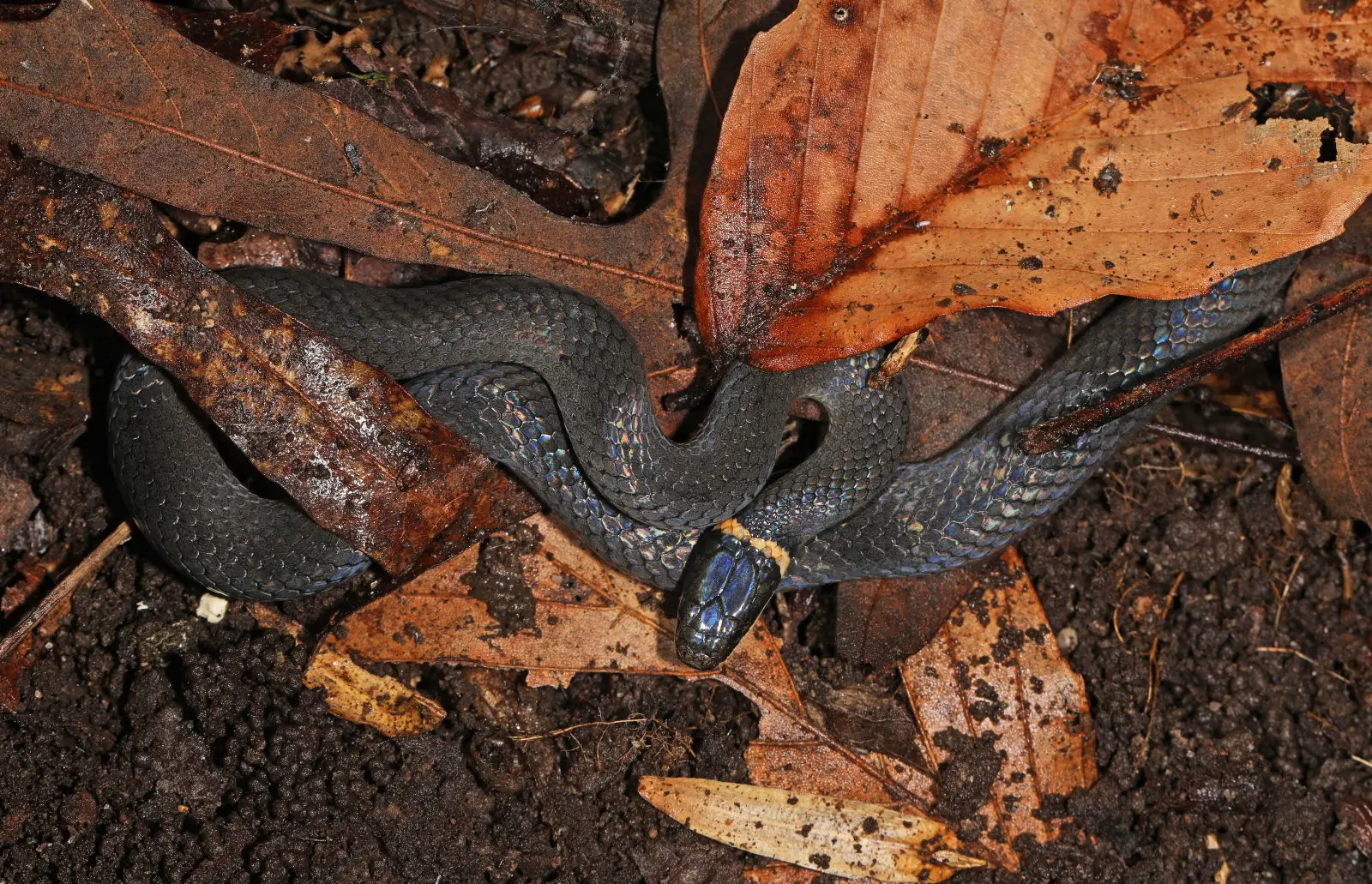 Couleuvre à collier (américaine)