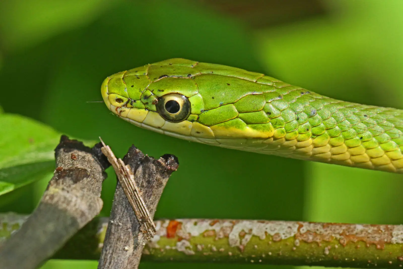 Le serpent qui préfère la fuite au combat