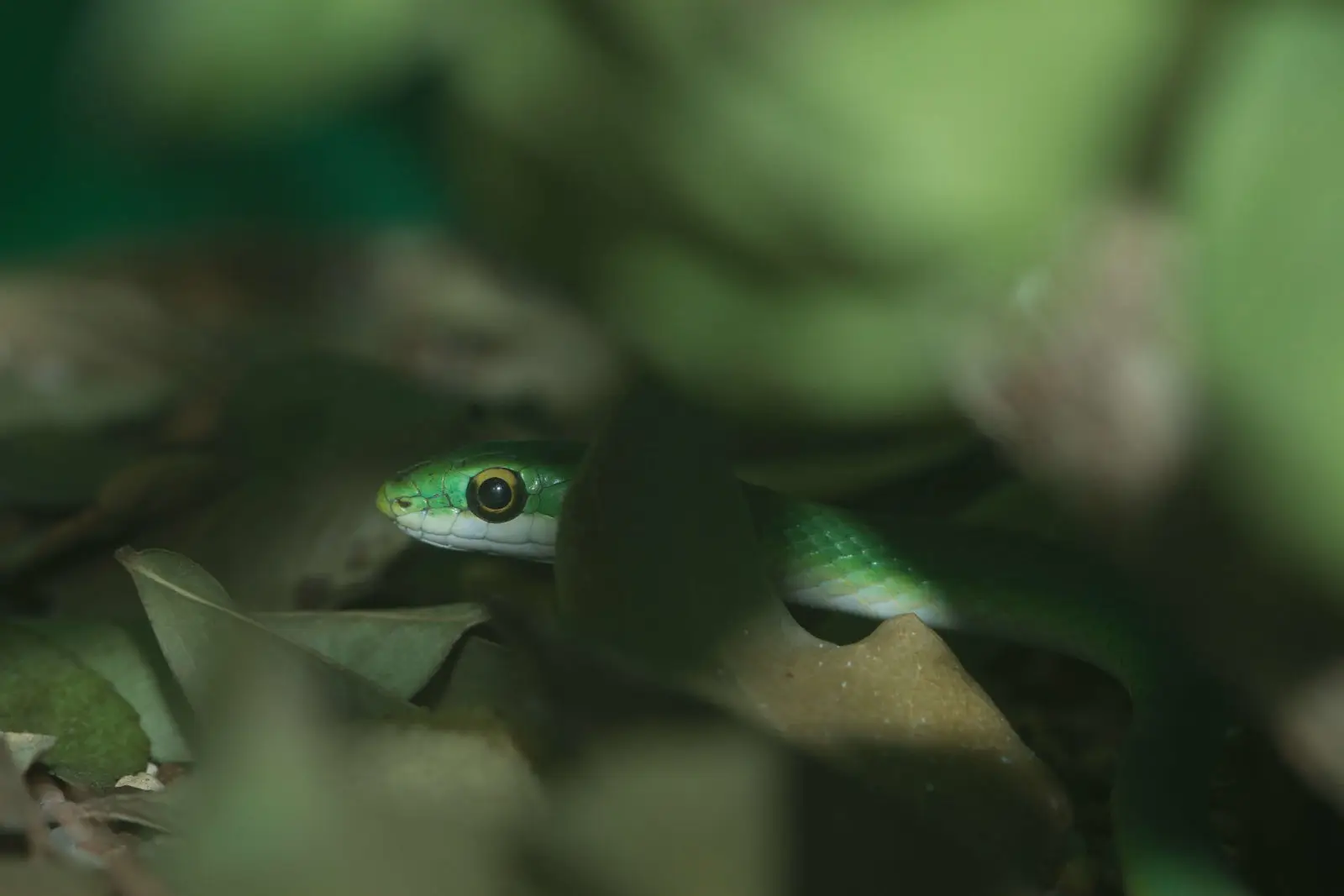 Couleuvre verte rugueuse