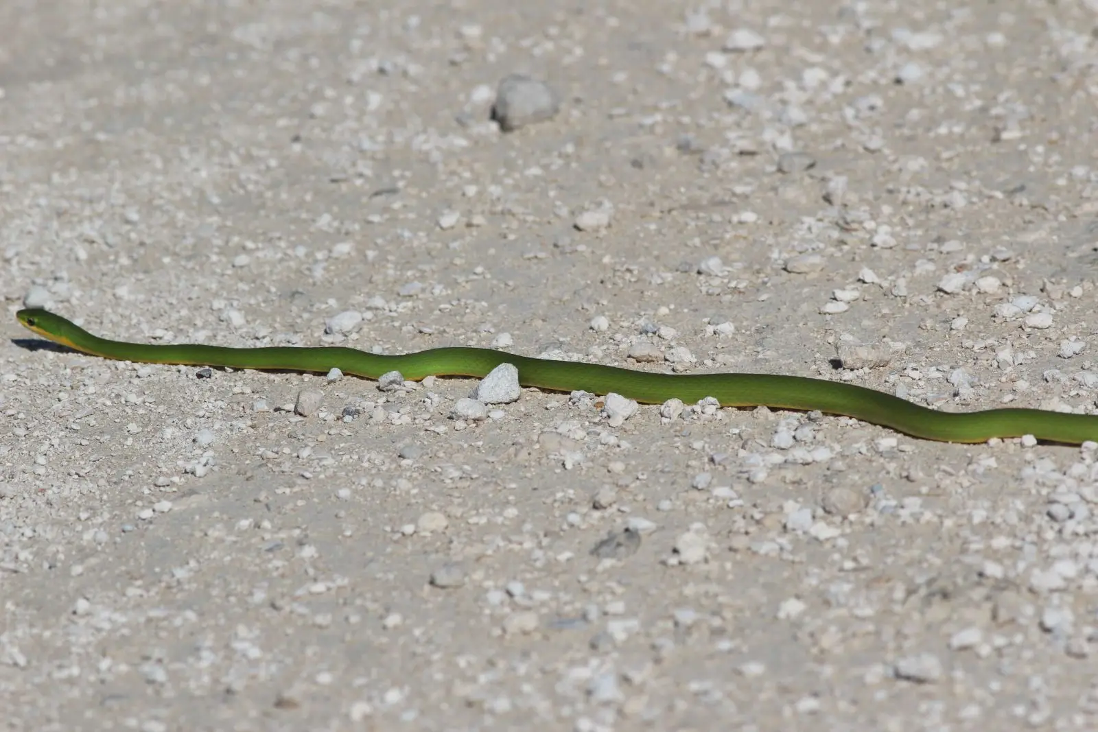 Couleuvre verte rugueuse