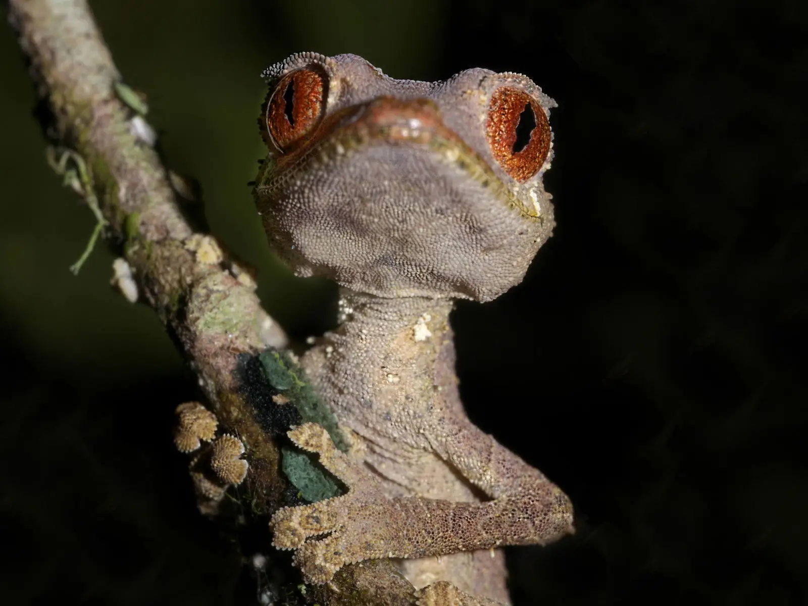 Satanic-Leaf-Tailed-Gecko 01