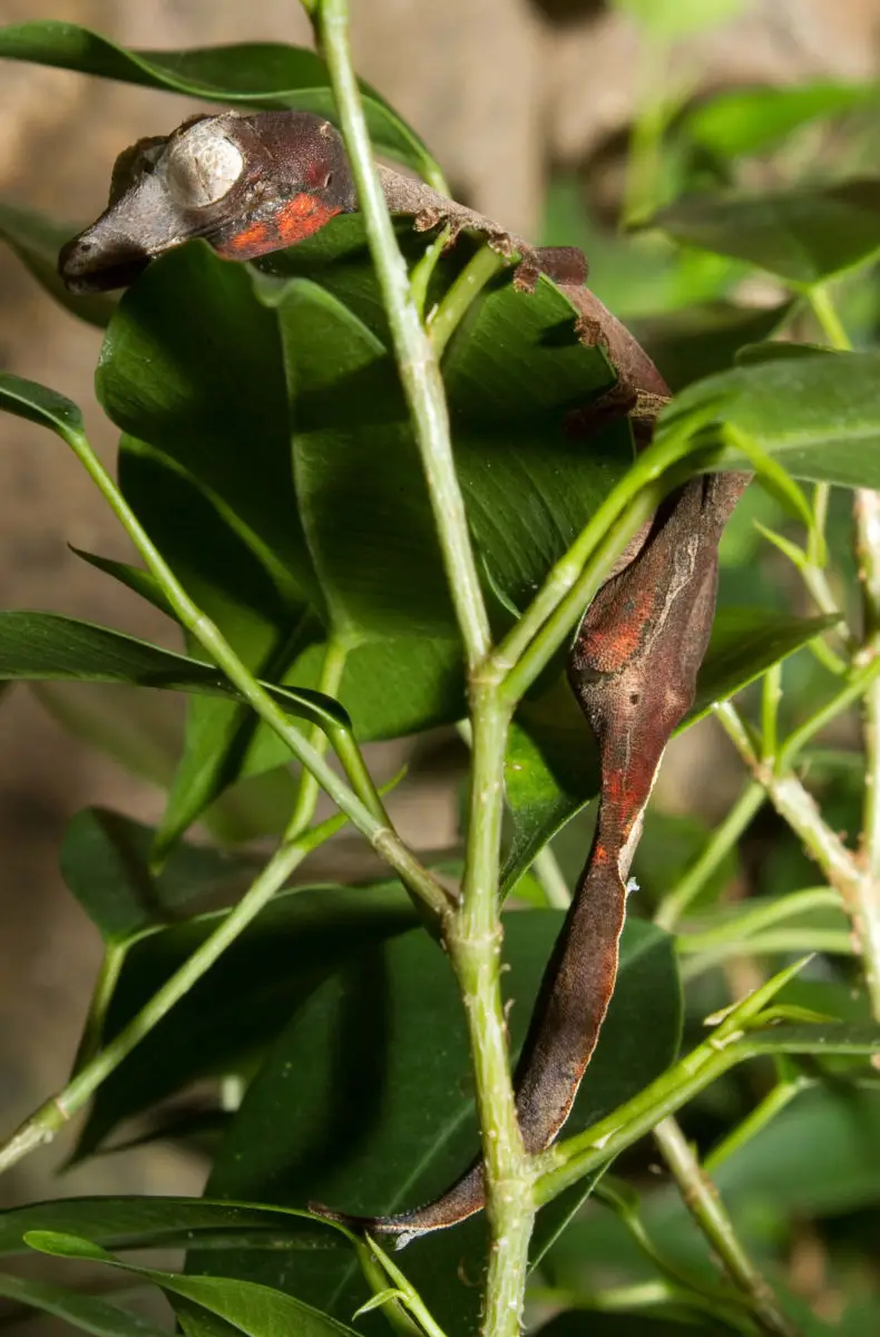 Satanic-Leaf-Tailed-Gecko 02