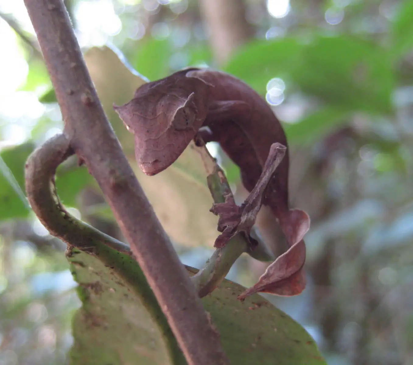 Satanic-Leaf-Tailed-Gecko 03