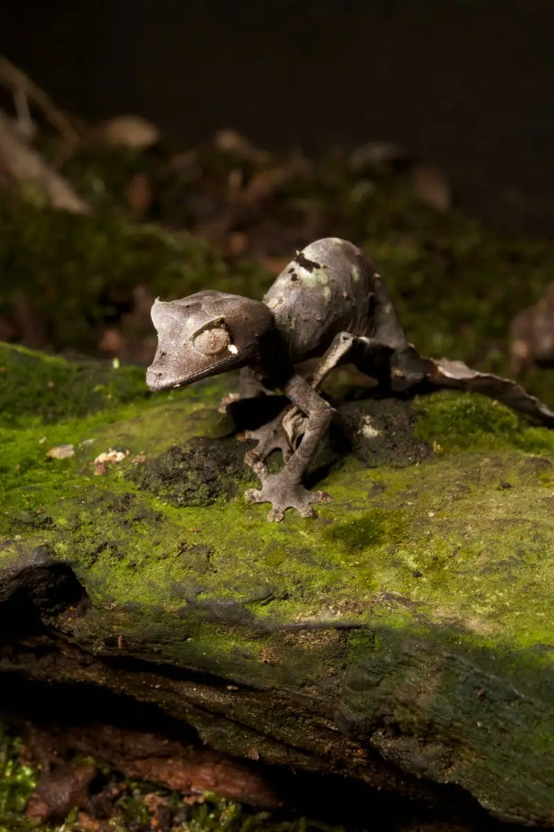 Satanic-Leaf-Tailed-Gecko 04