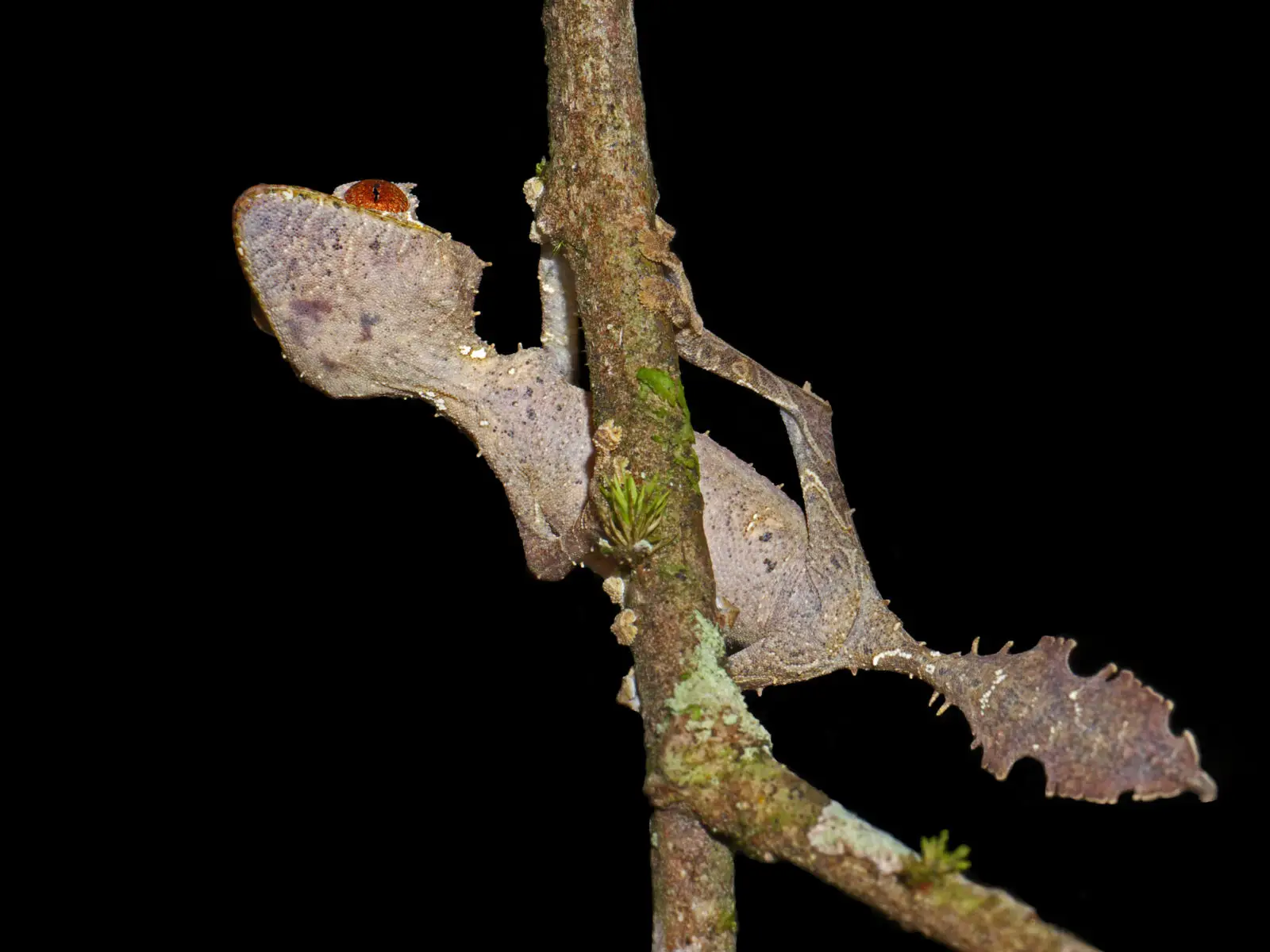 Satanic-Leaf-Tailed-Gecko 05