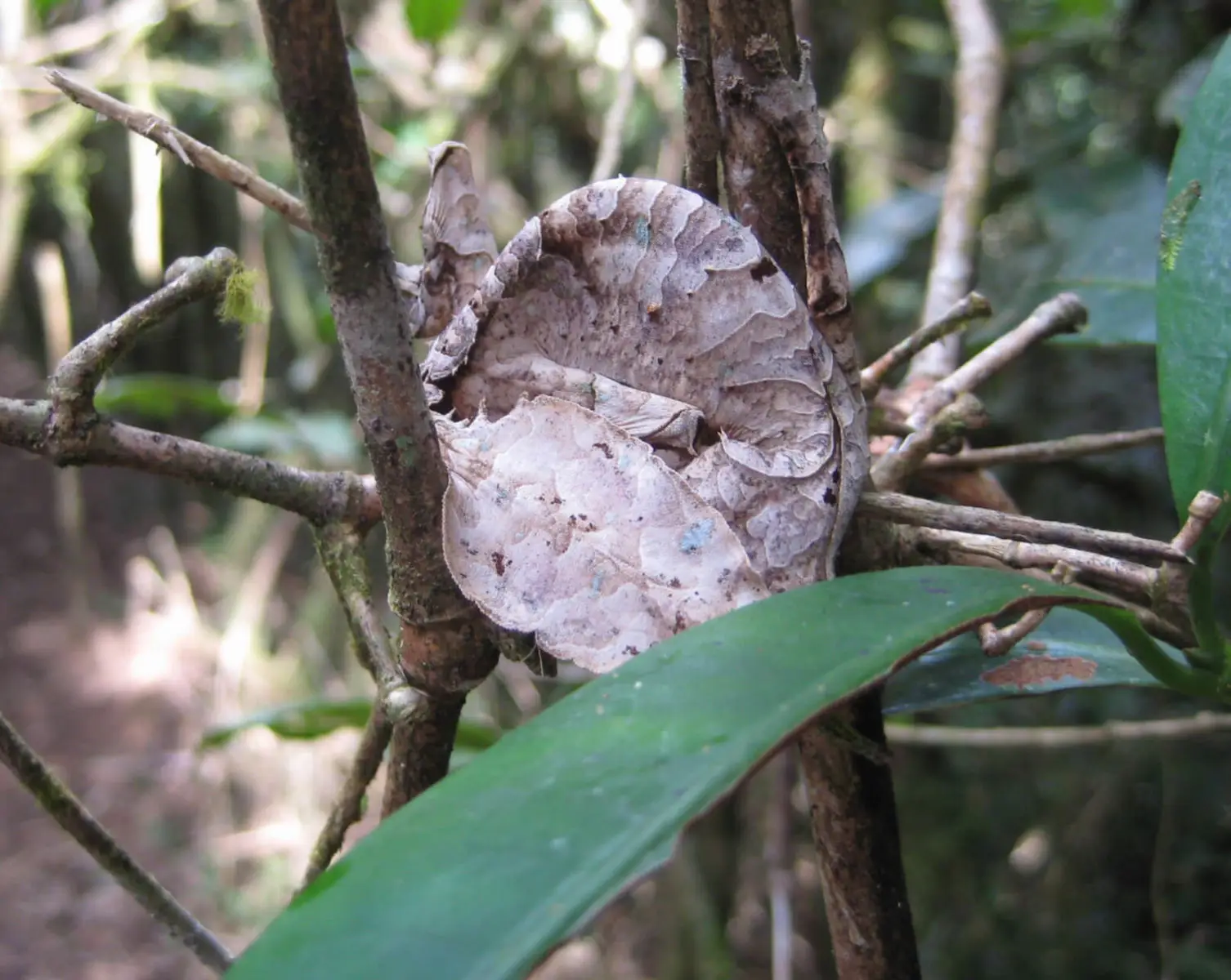 Satanic-Leaf-Tailed-Gecko 06