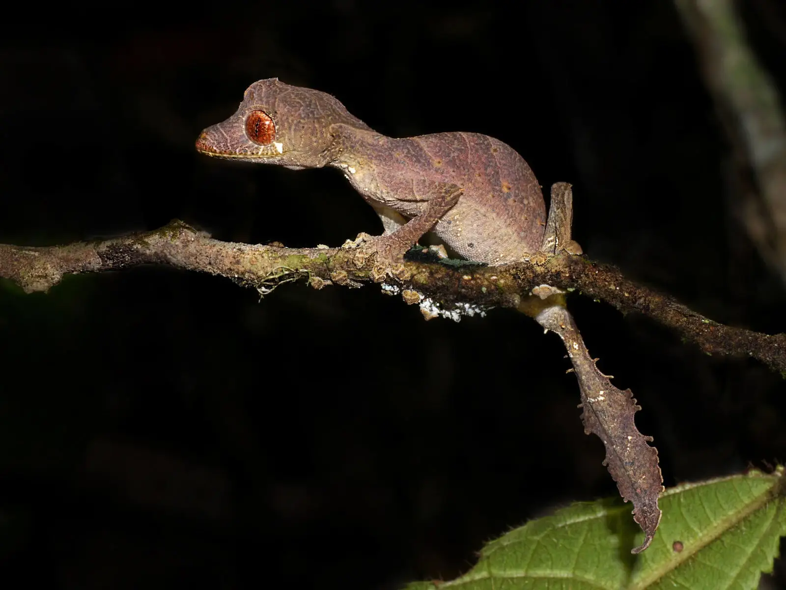 Satanic-Leaf-Tailed-Gecko 07