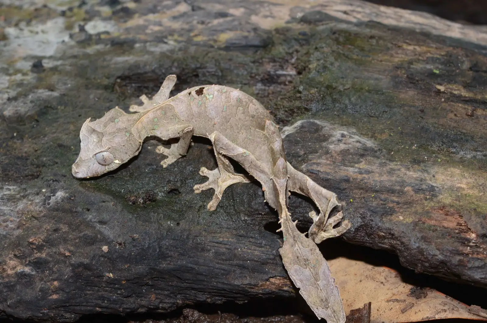 Satanic-Leaf-Tailed-Gecko 08