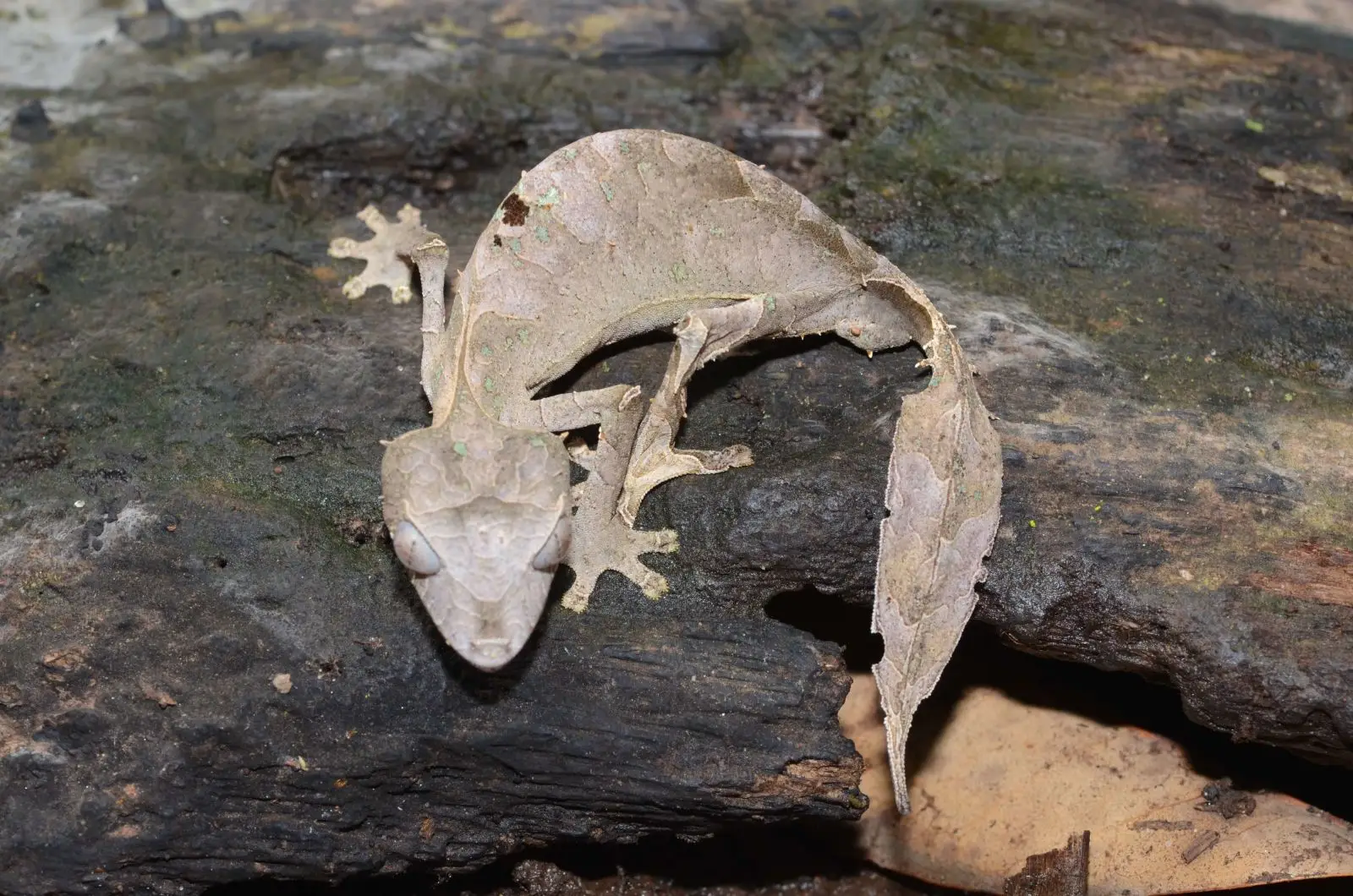 Satanic-Leaf-Tailed-Gecko 09