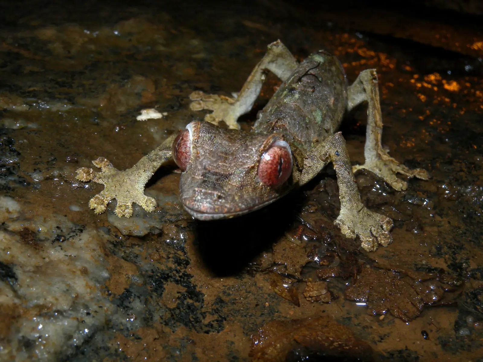 Satanic-Leaf-Tailed-Gecko 10