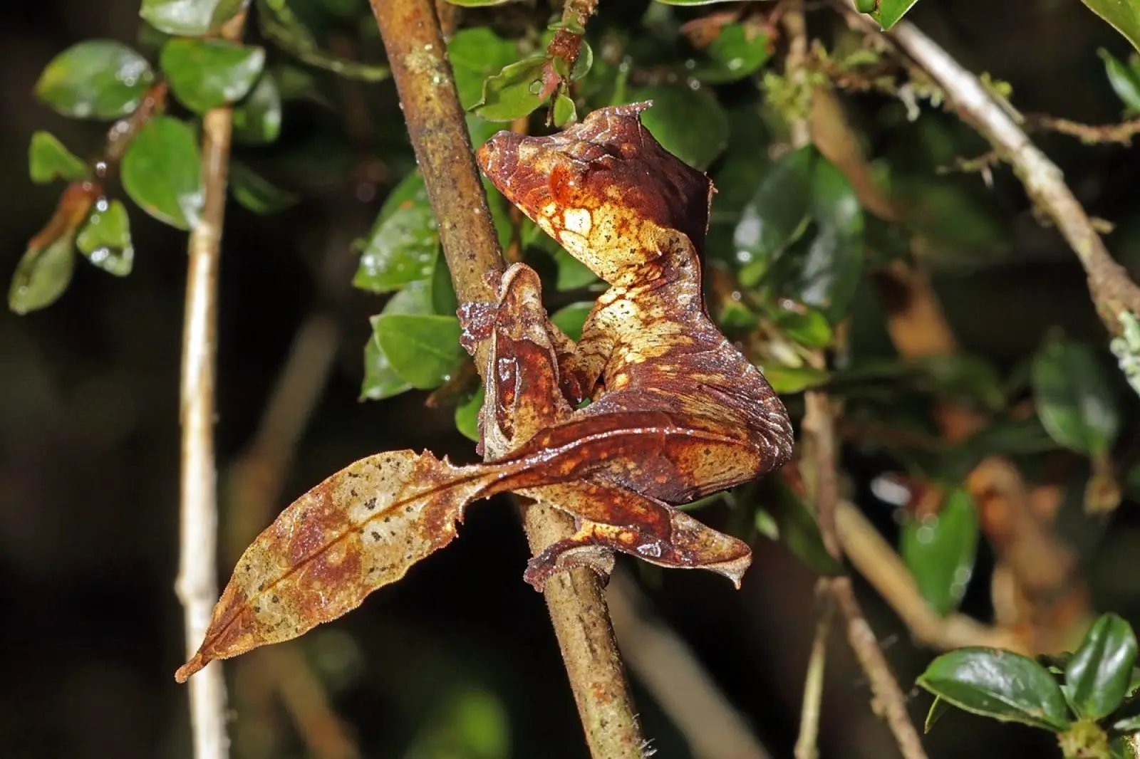 Satanic-Leaf-Tailed-Gecko 11
