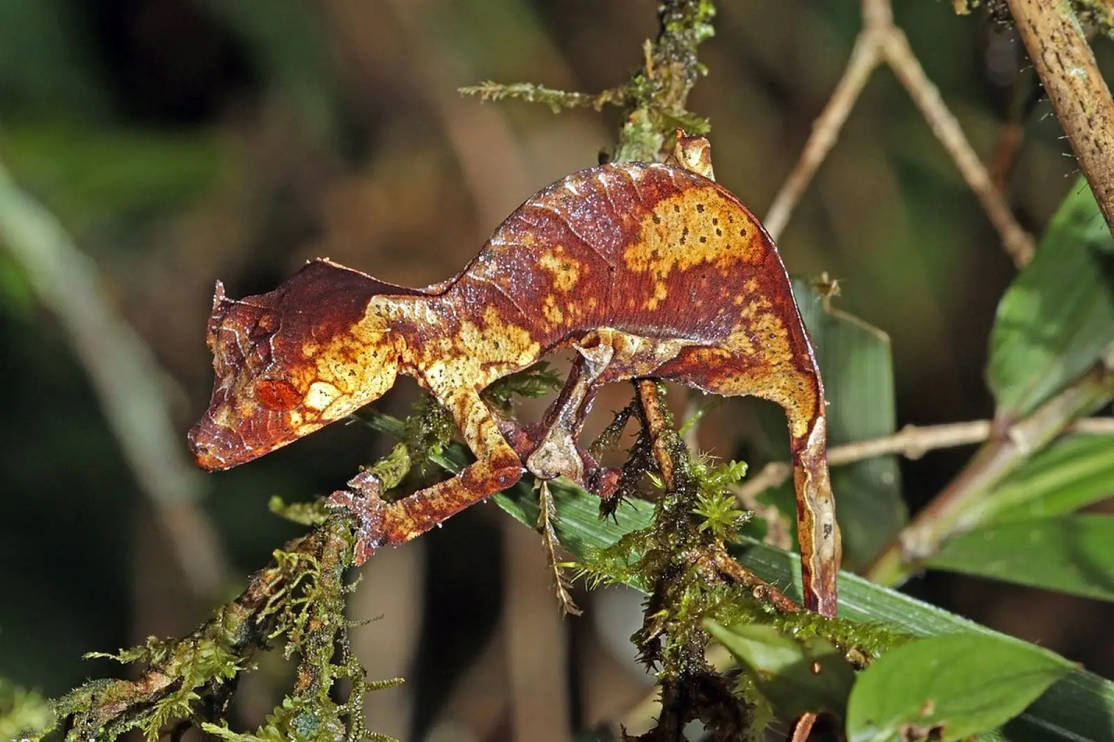 Satanic-Leaf-Tailed-Gecko 12