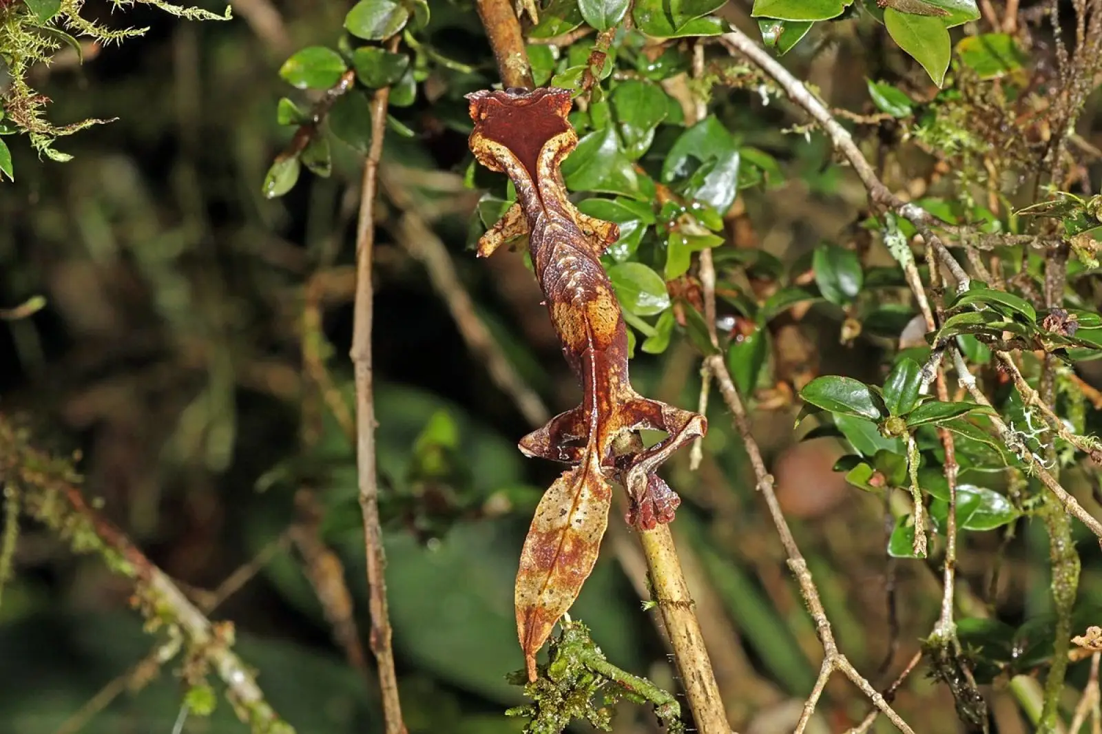 Satanic-Leaf-Tailed-Gecko 13