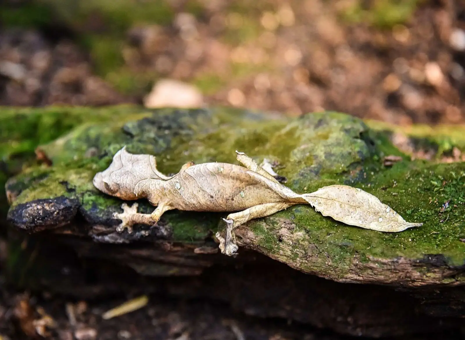 Satanic-Leaf-Tailed-Gecko 14