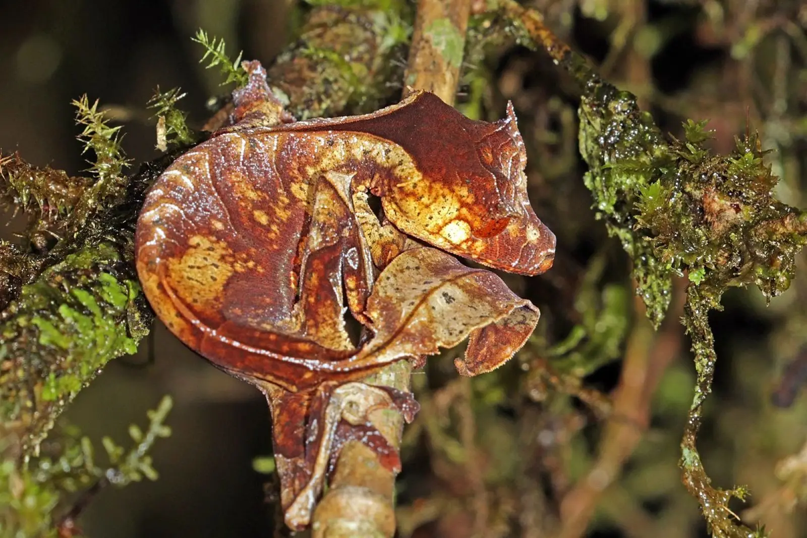 Satanic-Leaf-Tailed-Gecko 15