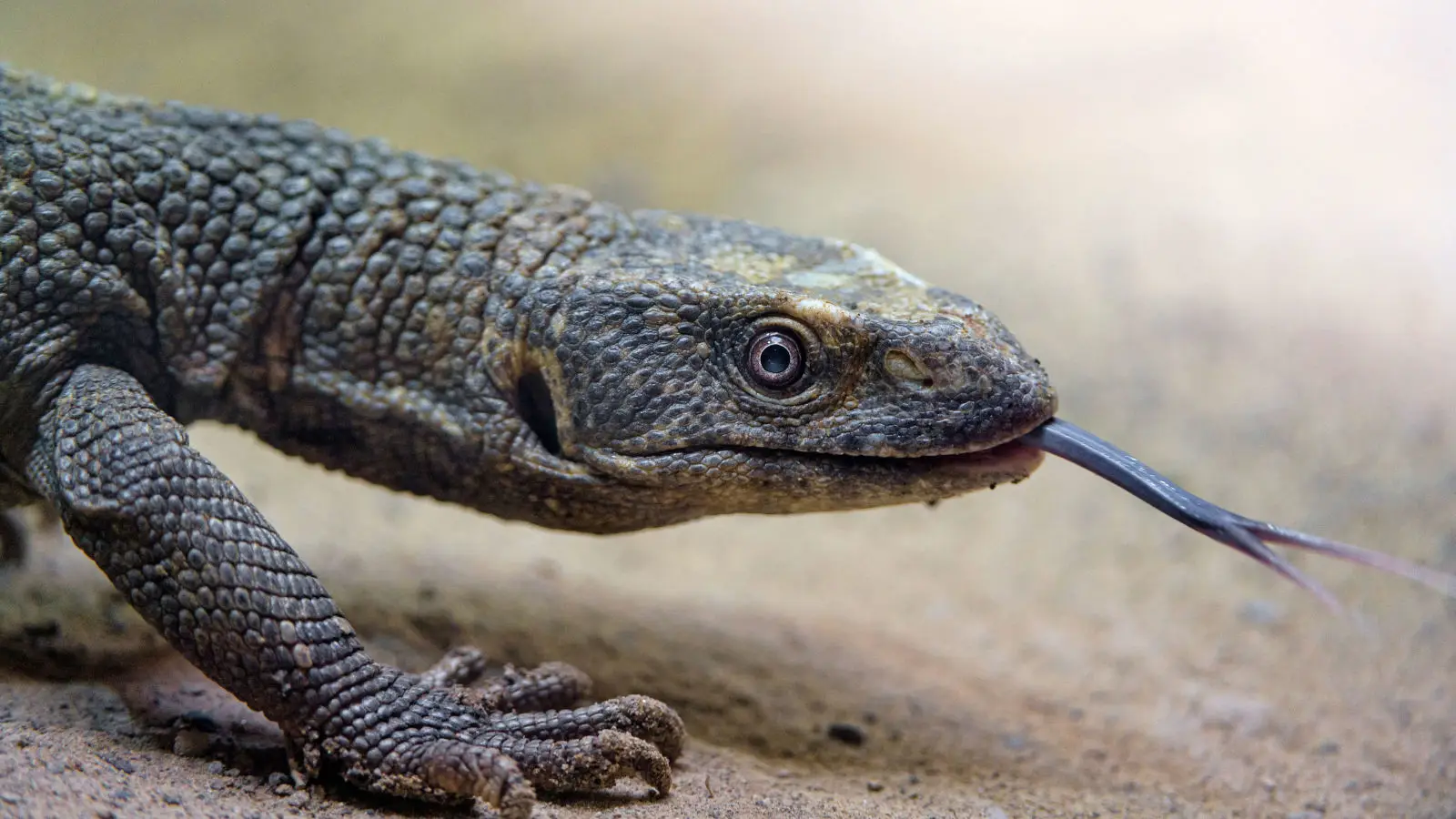 Savannah-Monitor 01